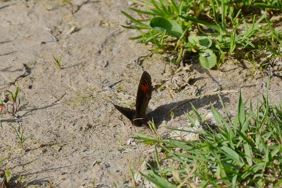 Erebia meolans ?